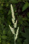 Reed canarygrass